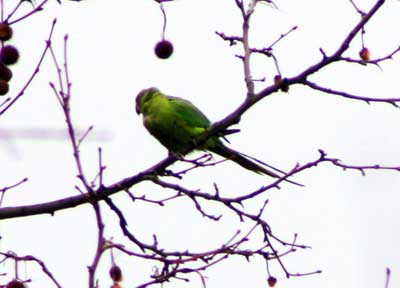 parakeet